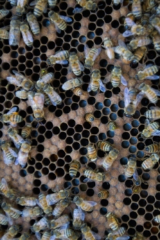Closeup of bees.