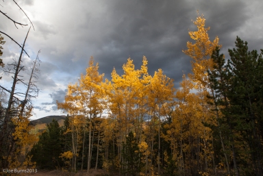 Yellow Aspen trees and mountain landscape