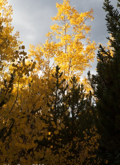 Yellow aspen trees along mountain trail