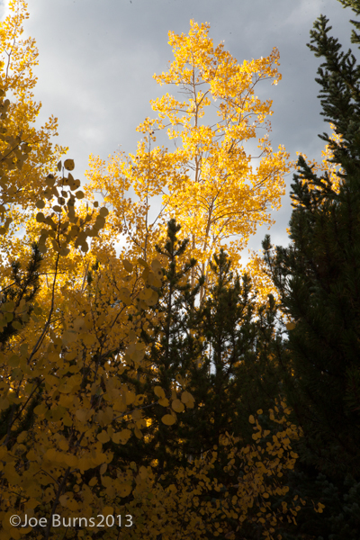 Yellow aspen trees along mountain trail