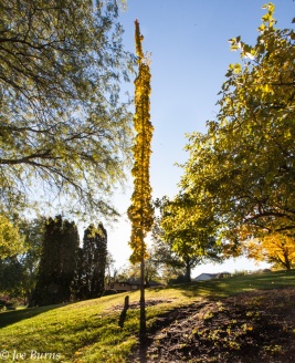 tall thin tree in park