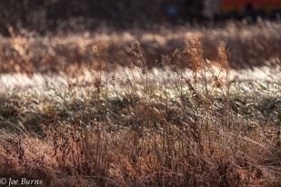 brown grasses covered in ice